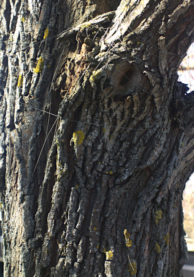 Terasseilla lokkien estoon käytettäviä siimoja puun rungolla.