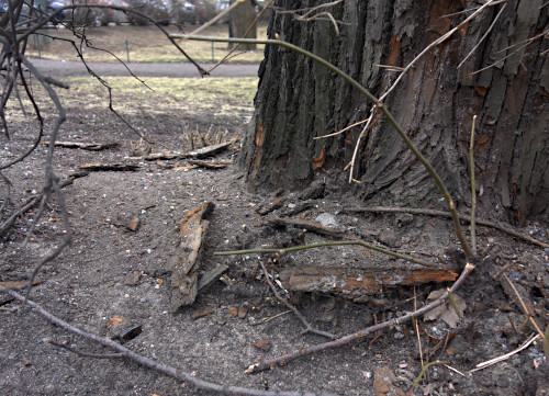Puun kaarnaa rapsutettu irti puun tyvestä, ja viereen upotettu lasinsiru.