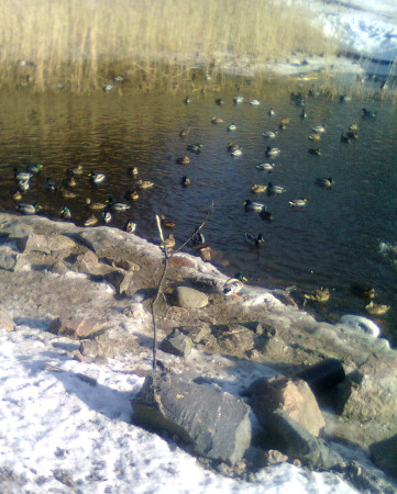 Kivillä tuettu puunhaarakeppi rannalla